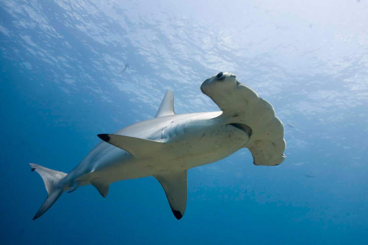 Veszélyeztetett fajú cápák húsát is felszolgálják brit éttermekben