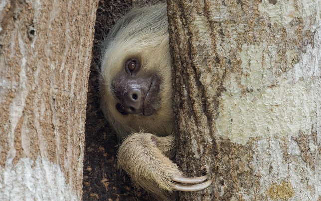 Indul a lajhár tévécsatorna