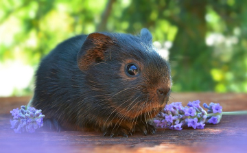 Tengerimalac vasút a Győri állatkertben