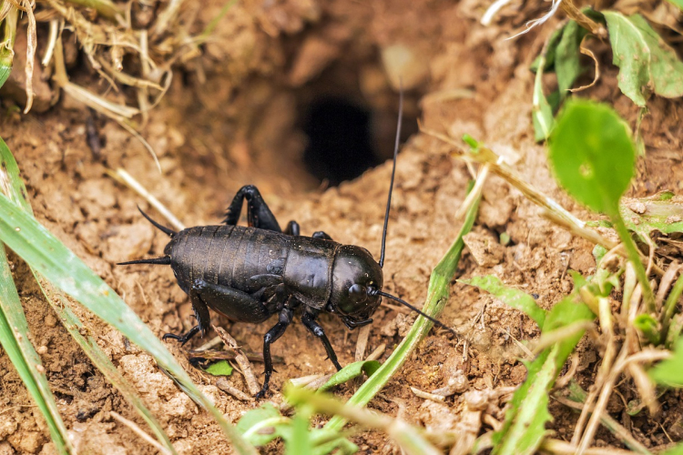 Allergiát válthat ki a tücsökevés