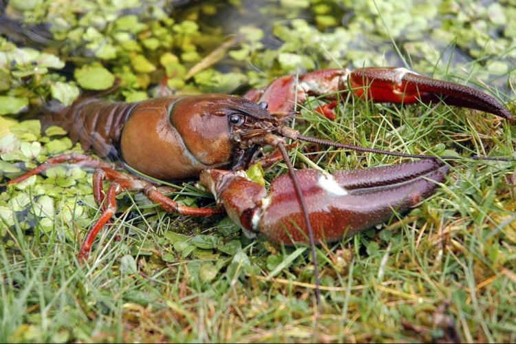 Kutatják és kiszedik az amerikai jelzőrákokat folyóinkból
