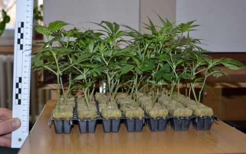 Kölcsönkért autóval szállították a vadkendert