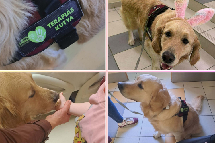 Leon, a terápiás kutya munkába állt a kórházban