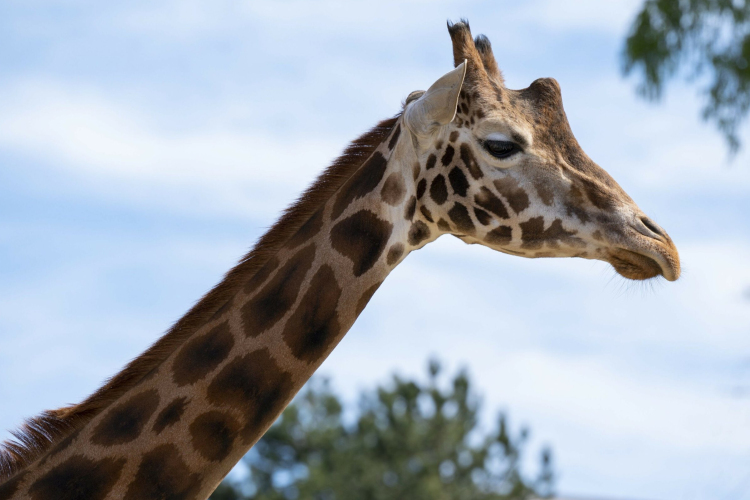 Német zsiráfbika érkezett a győri állatkertbe