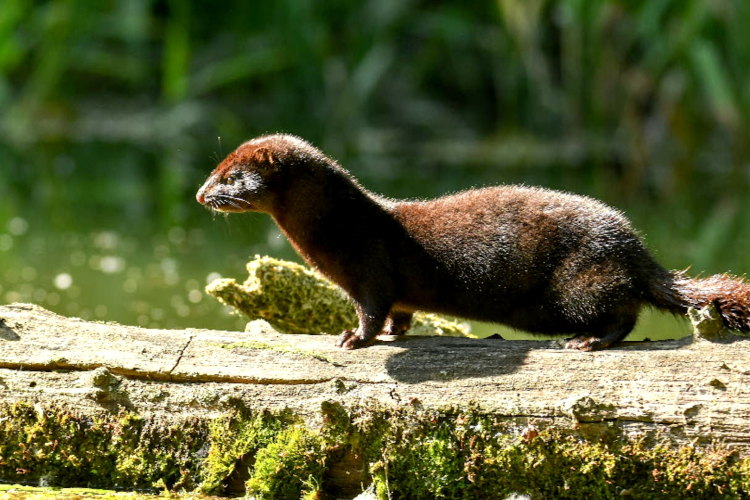 Szenzációs képeket készít a szigetközi fotós
