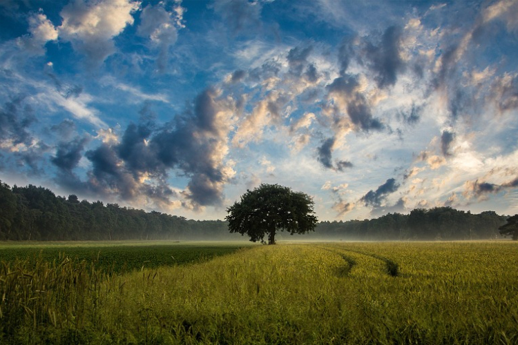 Elkezdődött az Év fája szavazás
