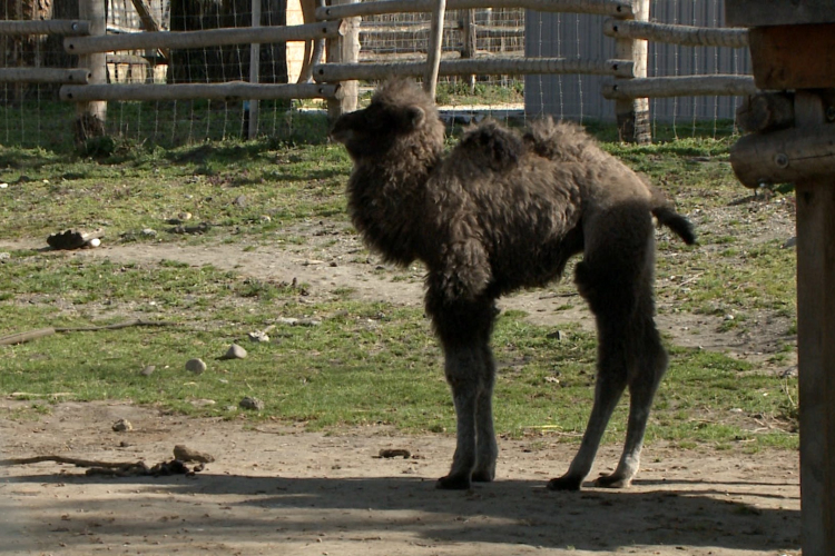Kisteve született a győri állatkertben