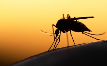 A zikavírusnak ellenálló szúnyogokat hoztak létre ausztrál kutatók