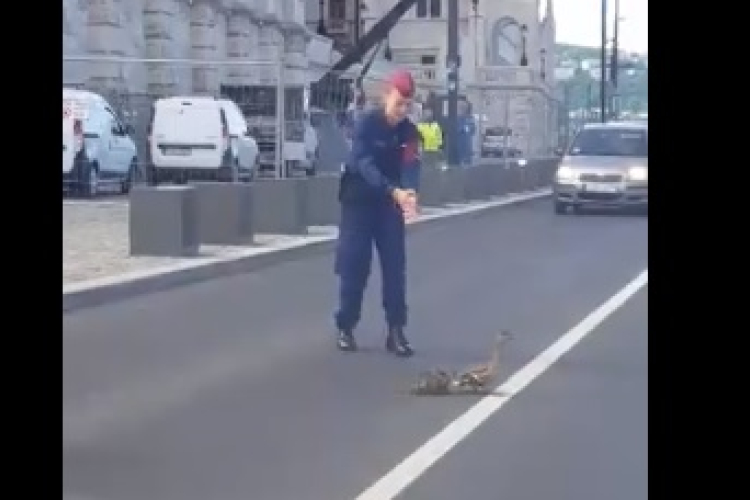 Rendőrök segítették a Parlamentnél a kacsacsalád közlekedését