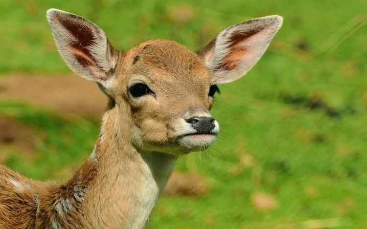Bébibumm a győri állatkertben