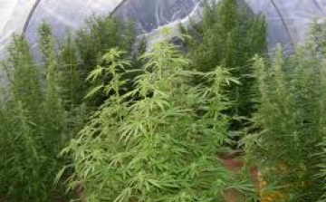 Vadkender-termesztőket fogtak el Zámoly külterületén