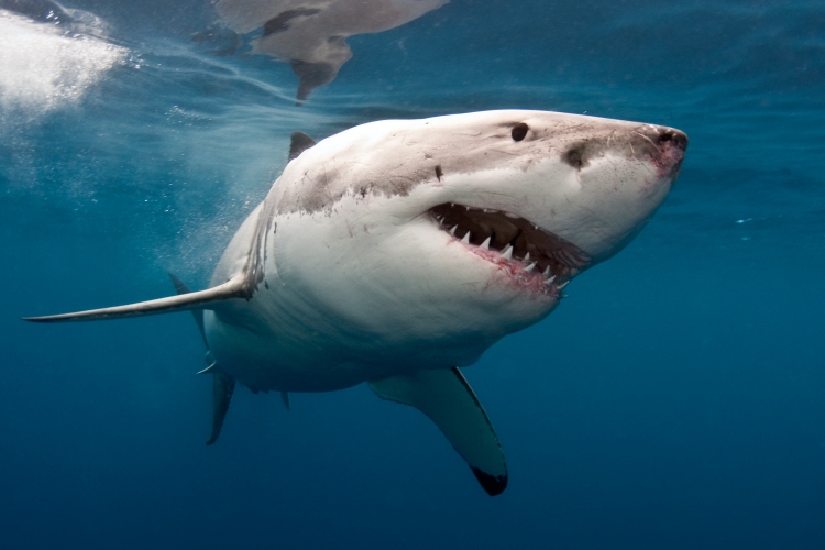 Családja szeme láttára végzett egy cápa egy fiatal ausztrál lánnyal 