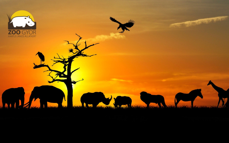 Idén is lesz Állatkertek Éjszakája