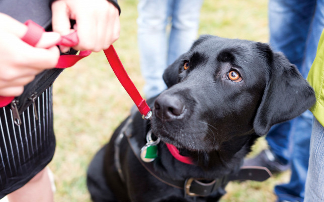 Kiküldtek az IKEA étterméből egy férfit és vakvezető kutyáját