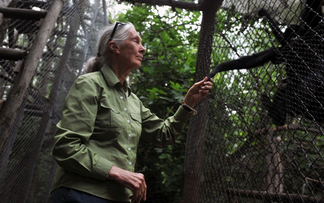 Májusban ismét Magyarországra látogat a világhírű főemlőskutató