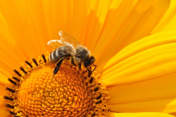 Az EU 120 millió euróra növeli a méhészeti ágazat támogatását