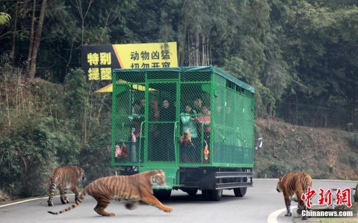 Egy állatkert, ahol a látogatókat zárják ketrecbe!