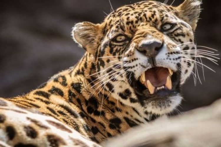 Gyereket ölt meg egy leopárd Nepálban