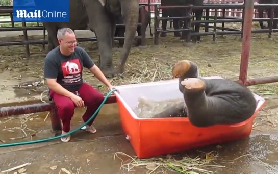 Ilyet még nem láttunk! - Így örül a kiselefánt a fürdésnek  - Videó