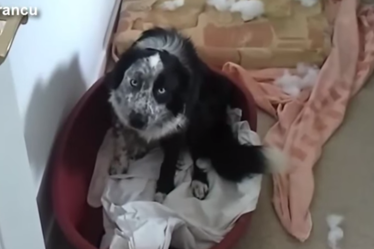 A nap videója: Bűnbánó kutyák