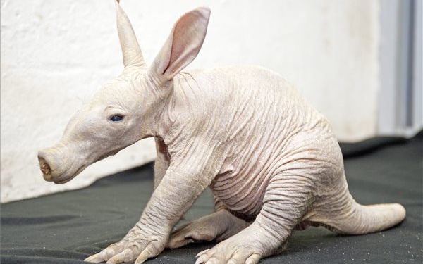 Nézze meg a győri állatkert új lakóját! 