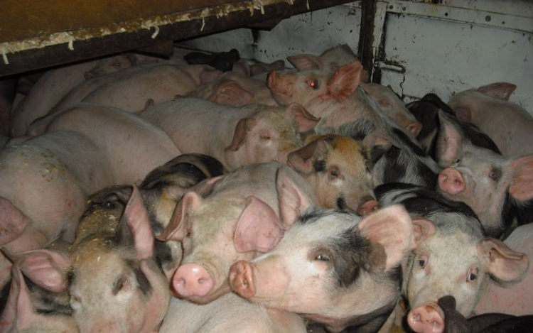 Hatvankét disznót loptak el Tétről