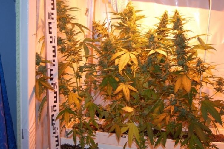 Kábítószert tartott, termesztett a 25 éves férfi