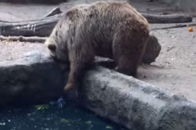 Budapesti állatkert medvéje ment meg egy madarat
