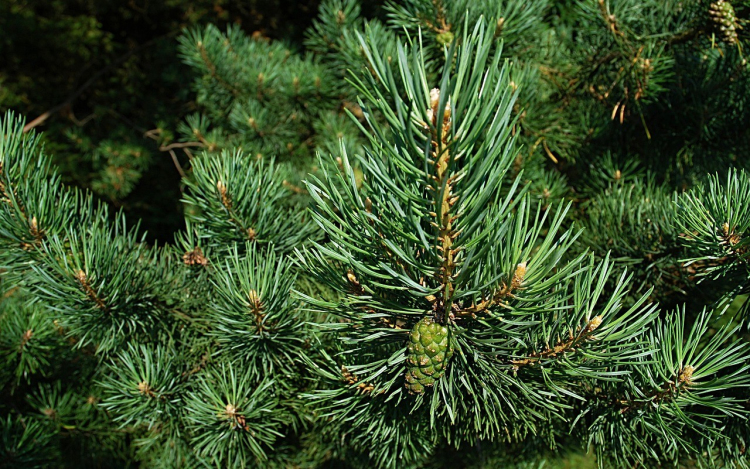 Elkezdődött a fenyőárusítás a győri piactereken