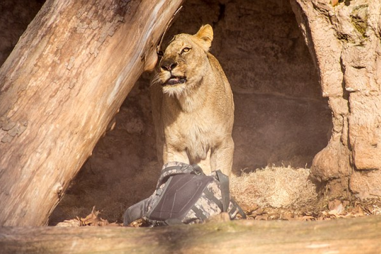 Oroszlánok közé ugrott az állatkertben egy tüntető