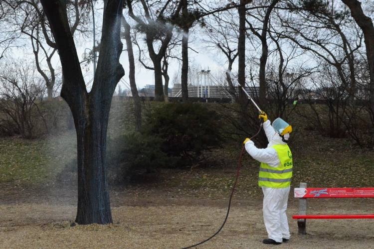 Aknázómoly ellen permetezik a vadgesztenyefákat Győr területén