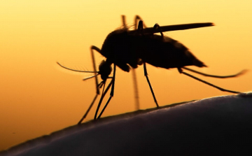 Hétezer hektáron gyérítik a szúnyogokat megyénkben a héten