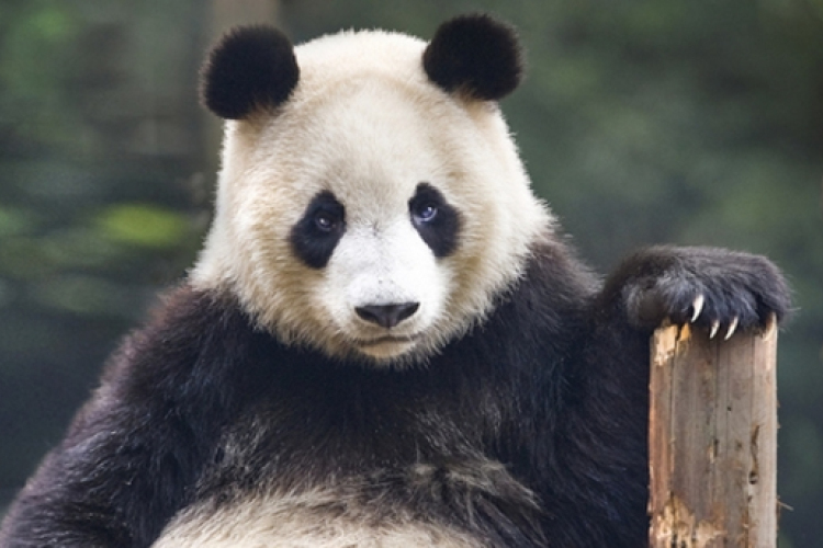 Hét indító cukiságok hétfőre!