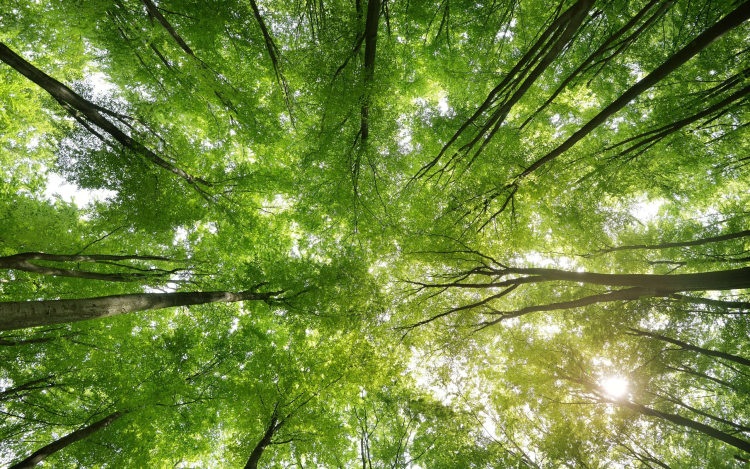 10 millió fa a Földért