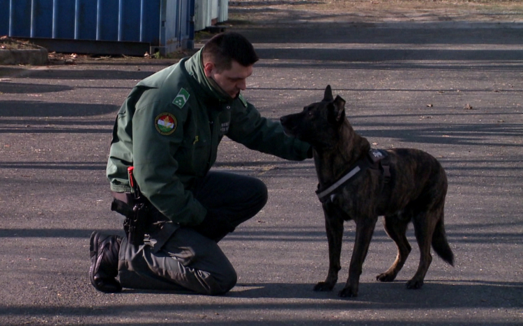 Kutyákat keres a NAV