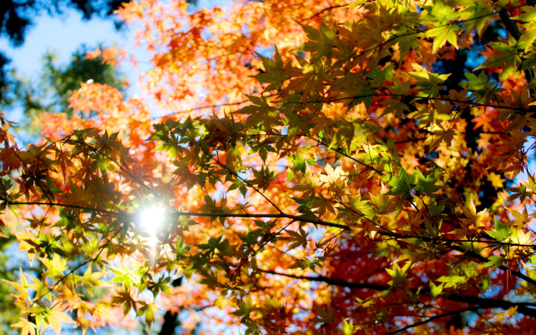 Kora nyári meleg és viharos szél jön, gyakori záporokkal 