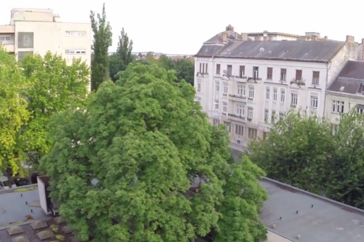 Elindult a szavazás az Év fájára - Győri fa is a döntőben