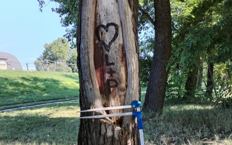 Felújítják a Mosoni-Duna Széchenyi híd alatti partszakaszának faállományát