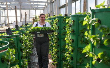 Megkezdődött a virágosítás