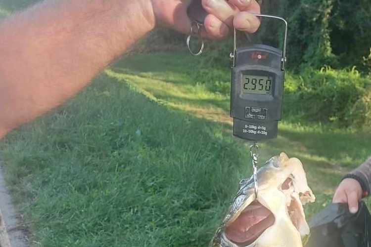 Meztelenül, szigonypuskával pontyra támadó orvhalászt fogtak Győrnél