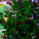 Felgyúltak az ünnepi fények Győr belvárosában