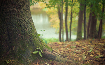 Megvannak az Év Fája verseny győztesei