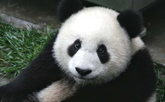 Naphosszat képes bukfencezni a játékos pandabocs