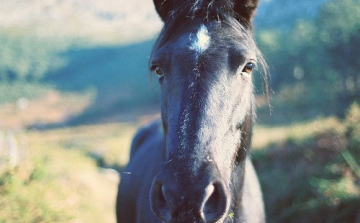 Emésztőgödörből mentettek lovat