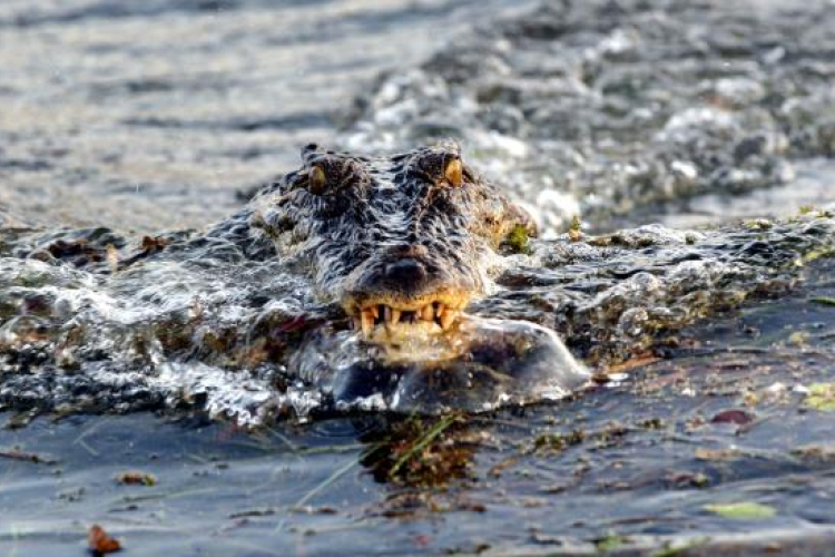 Órákig küzdött egy ausztrál férfi a rátámadó krokodilokkal