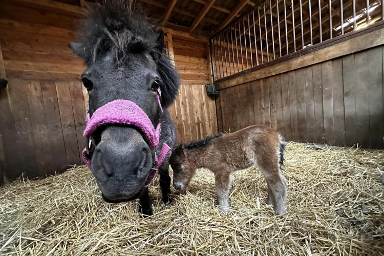 Avalon Lovasudvar és Élménypark- Felejthetetlen időtöltés a Pagony szívében!