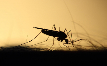 Hétezer hektáron irtják a szúnyogokat