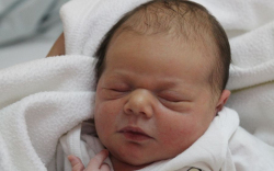 Hegedűs Bite Regina 