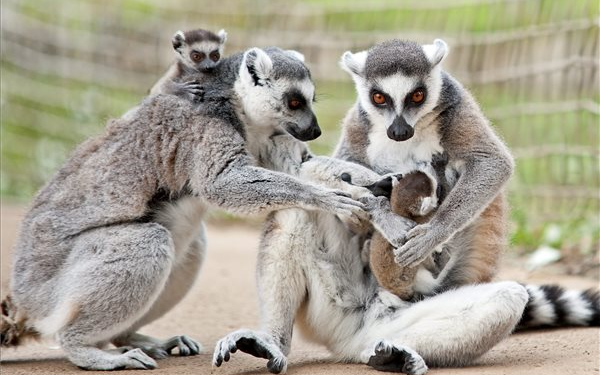 Kattakölykök születtek a győri állatkertben
