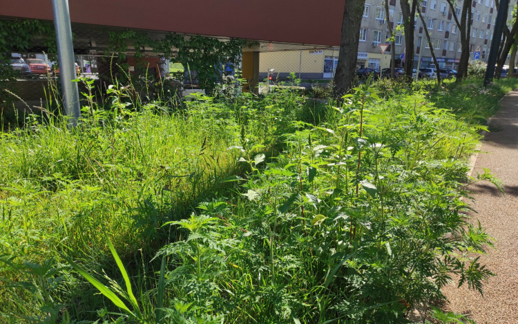 Könnyet csalhat a szemünkbe a Kuopio park